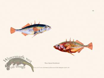 083 Three Spined Stickleback